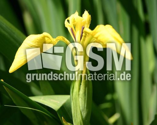 Schwertlilie-6.jpg